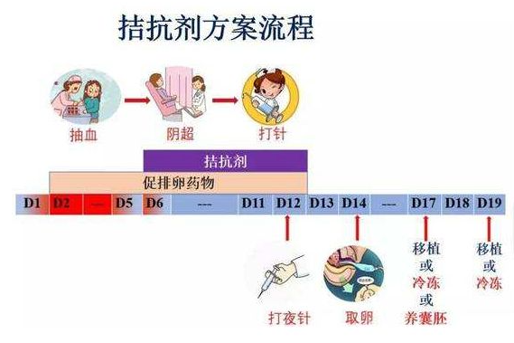 使用GnRH激动剂和拮抗剂方案的女性